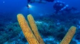 PADI Tec 45 Course Roatan Honduras | Advanced Technical Diving