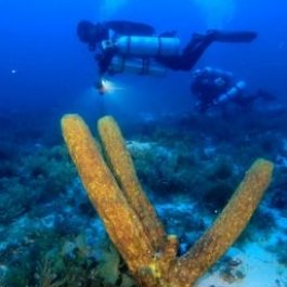 PADI Tec 45 Course Roatan Honduras | Advanced Technical Diving