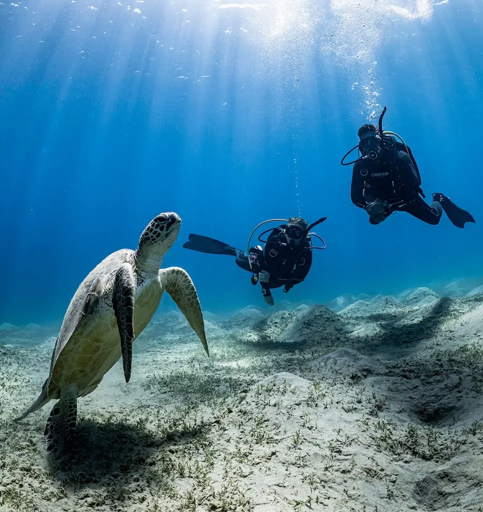 Underwater scene with a sea turtle swimming over a sandy seafloor while two scuba divers observe it nearby, with sunlight filtering through the blue water